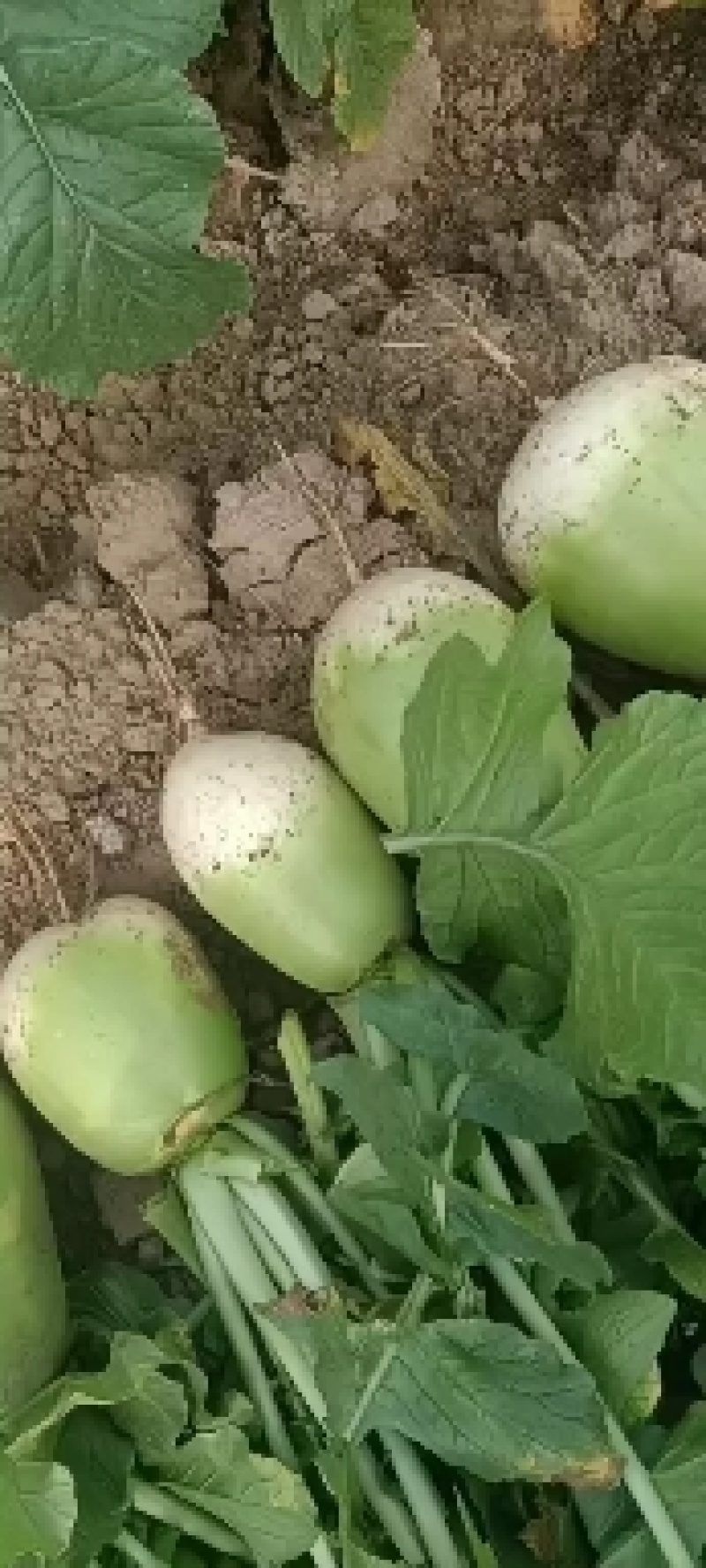 基地种植，面积大货源充足，杂交品种，色泽鲜艳，个头均匀