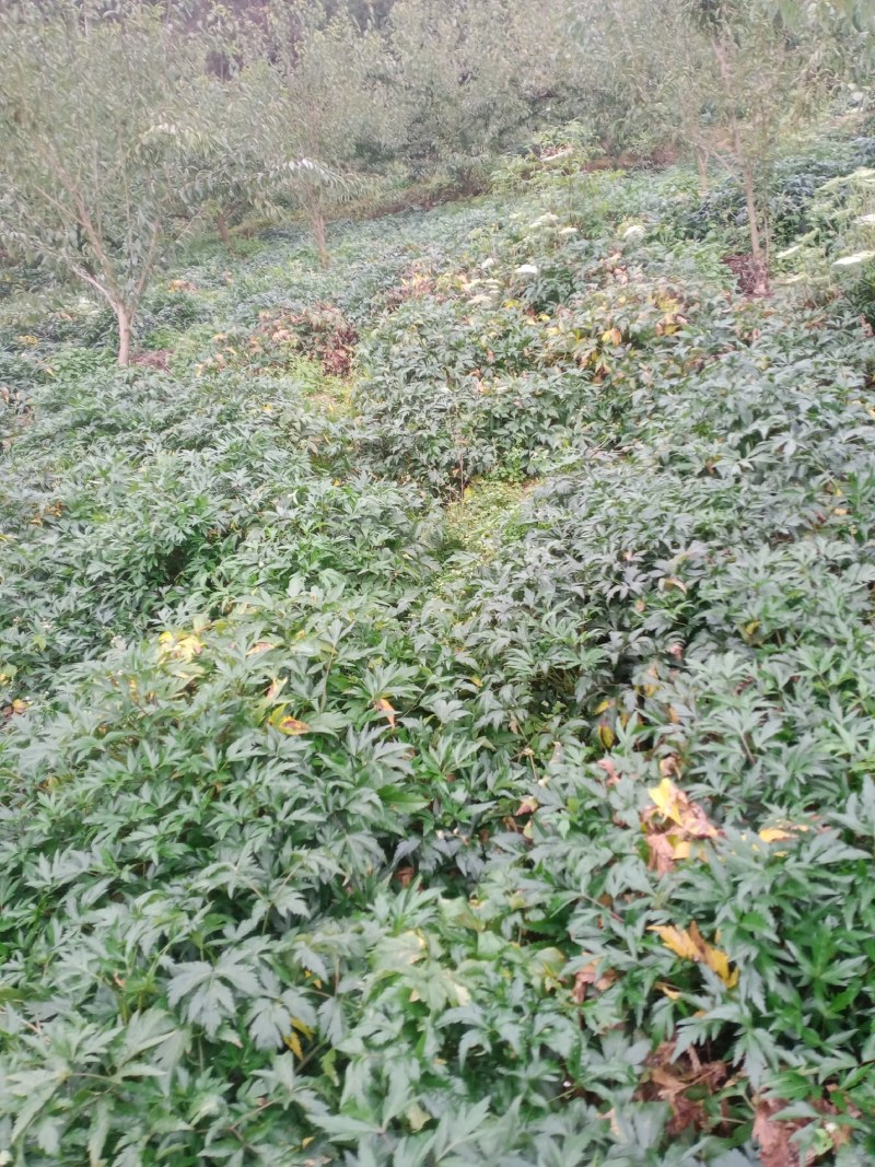 基地新鲜甜当归，承接全国各地老板老板实地看货购货