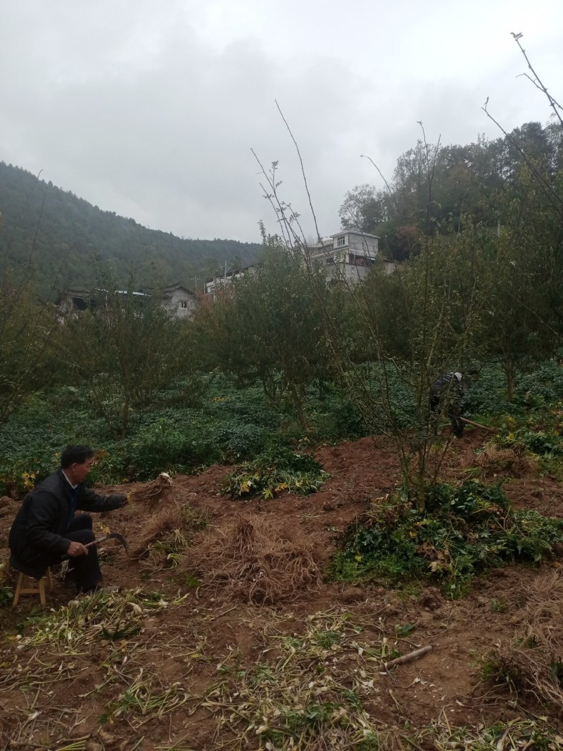 基地新鲜甜当归，承接全国各地老板老板实地看货购货