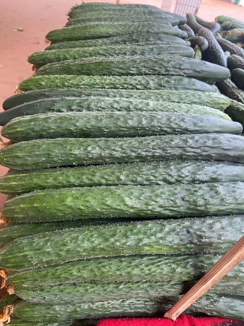 广东徐闻精品黄瓜，大量上市，全国发货，质量保证