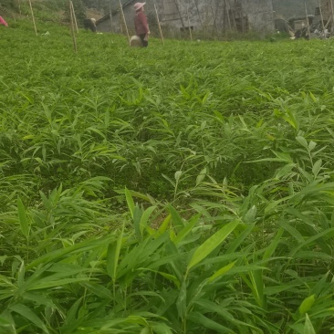 筇竹苗（罗汉竹苗）批发