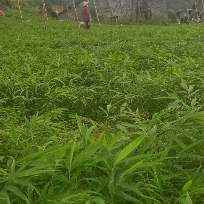 筇竹苗（罗汉竹苗）批发