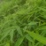 筇竹苗（罗汉竹苗）批发