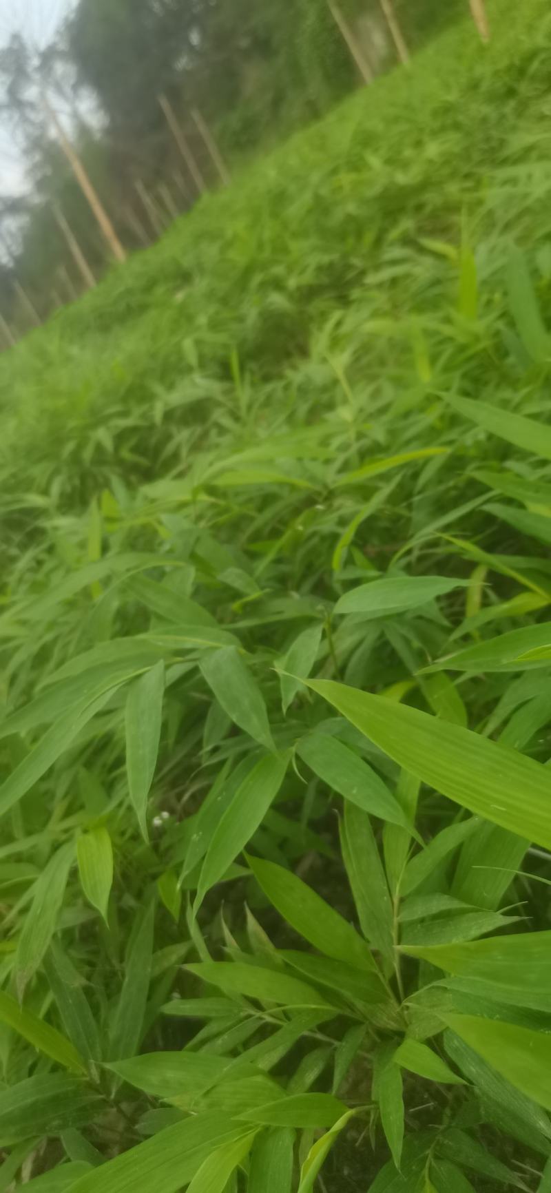 筇竹苗（罗汉竹苗）批发