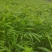 筇竹苗（罗汉竹苗）批发
