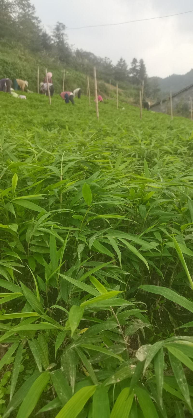 筇竹苗（罗汉竹苗）批发