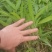 筇竹苗（罗汉竹苗）批发