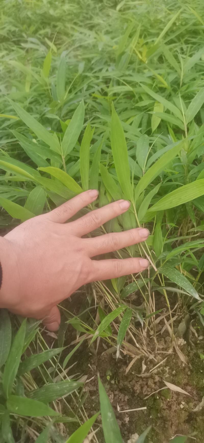 筇竹苗（罗汉竹苗）批发