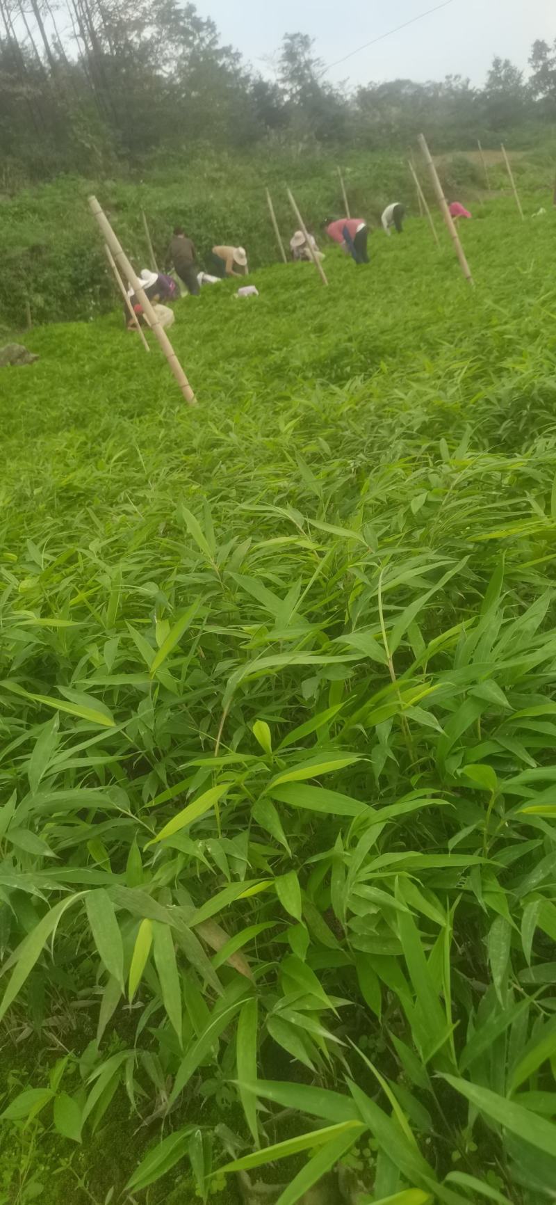 筇竹苗（罗汉竹苗）批发
