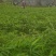 筇竹苗（罗汉竹苗）批发