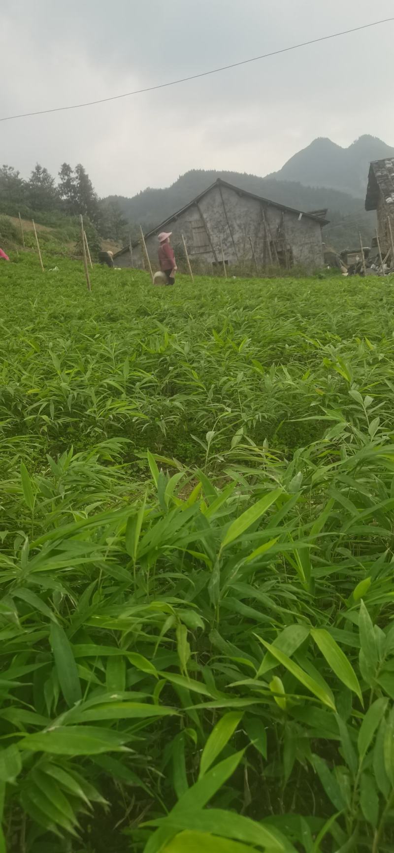 筇竹苗（罗汉竹苗）批发