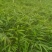 筇竹苗（罗汉竹苗）批发