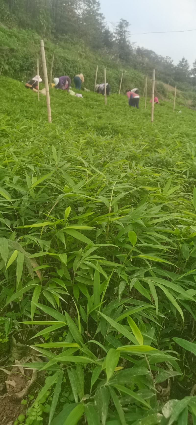 筇竹苗（罗汉竹苗）批发