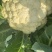精品松花菜大量上市质量优美万亩良田