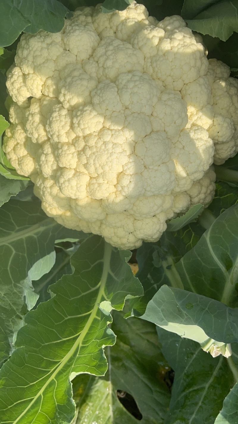 精品松花菜大量上市质量优美万亩良田
