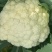 精品松花菜大量上市质量优美万亩良田
