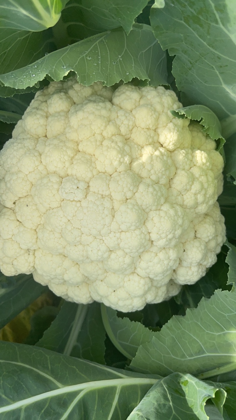 精品松花菜大量上市质量优美万亩良田