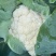 精品松花菜大量上市质量优美万亩良田