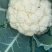 精品松花菜大量上市质量优美万亩良田