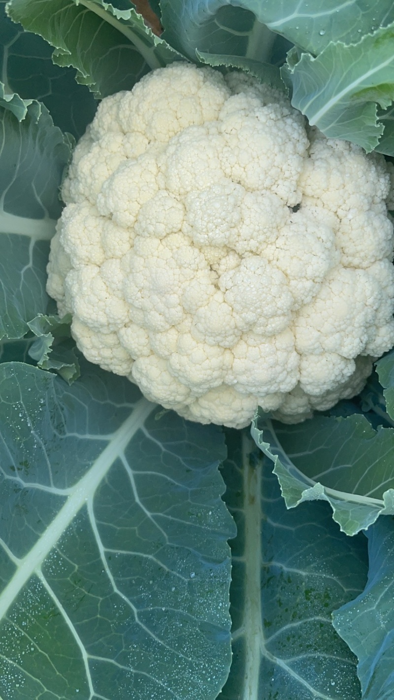 精品松花菜大量上市质量优美万亩良田