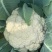 精品松花菜大量上市质量优美万亩良田