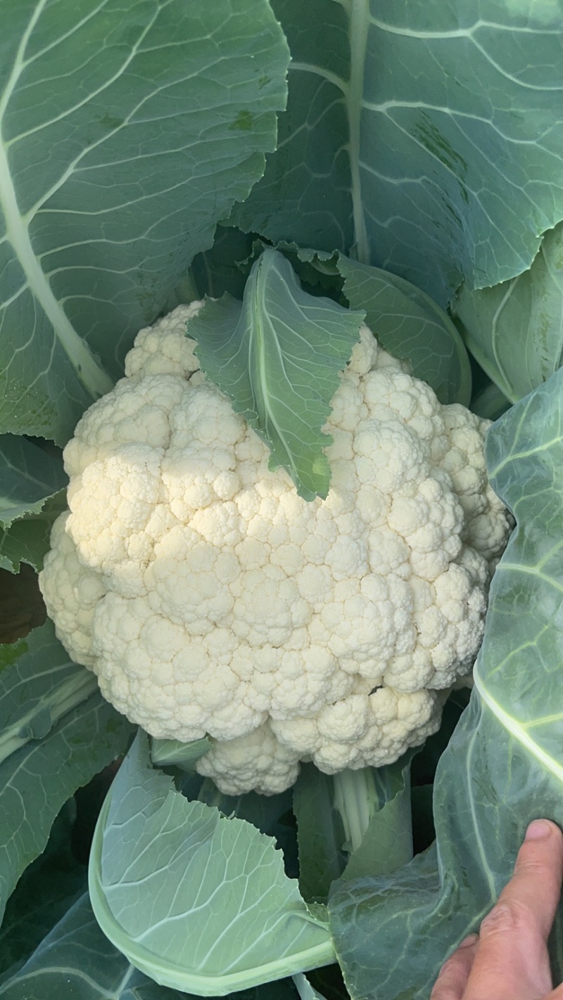 精品松花菜大量上市质量优美万亩良田