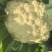 精品松花菜大量上市质量优美万亩良田