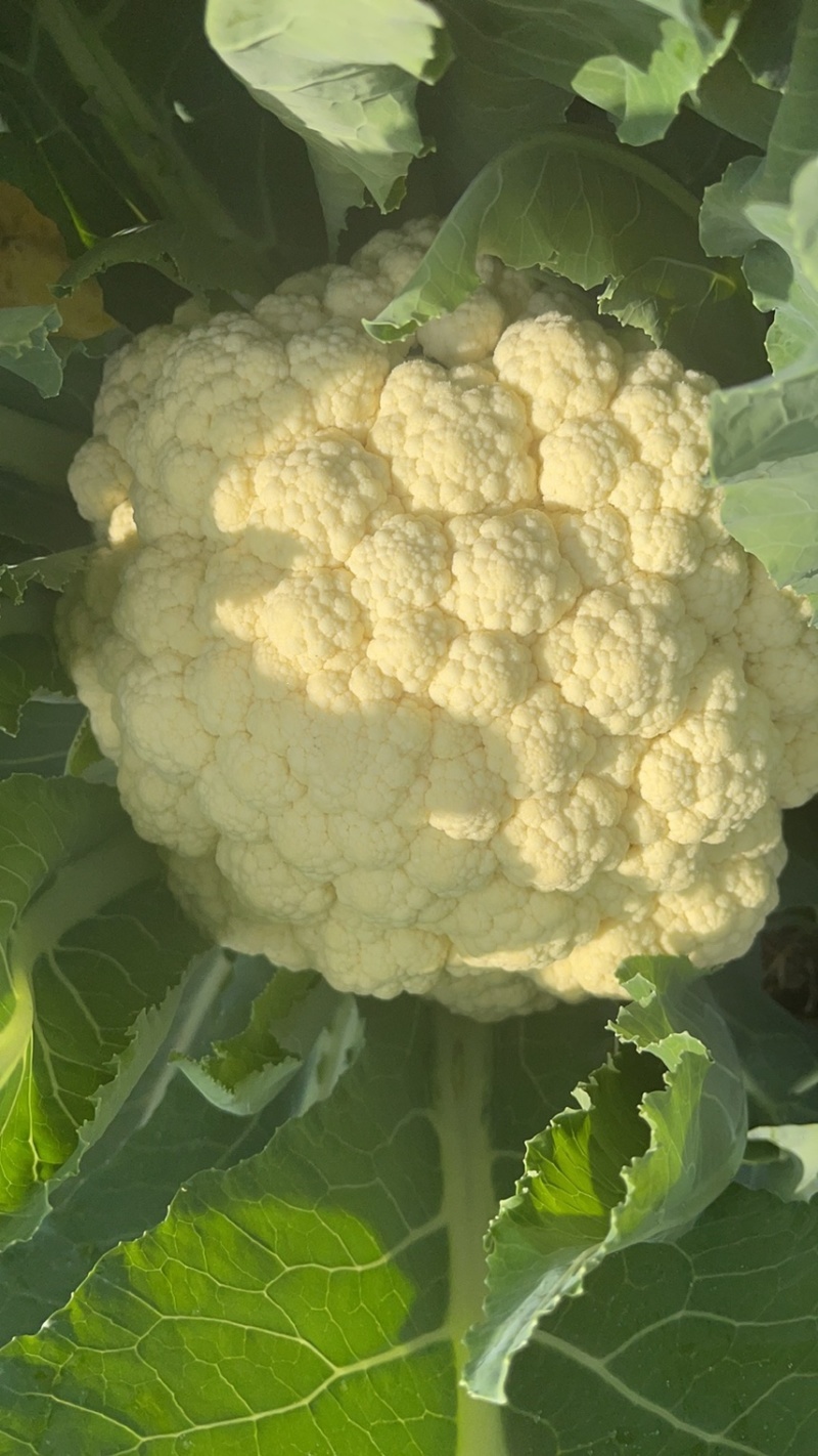 精品松花菜大量上市质量优美万亩良田