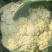 精品松花菜大量上市质量优美万亩良田