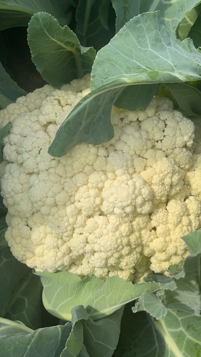 精品松花菜大量上市质量优美万亩良田