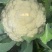 精品松花菜大量上市质量优美万亩良田
