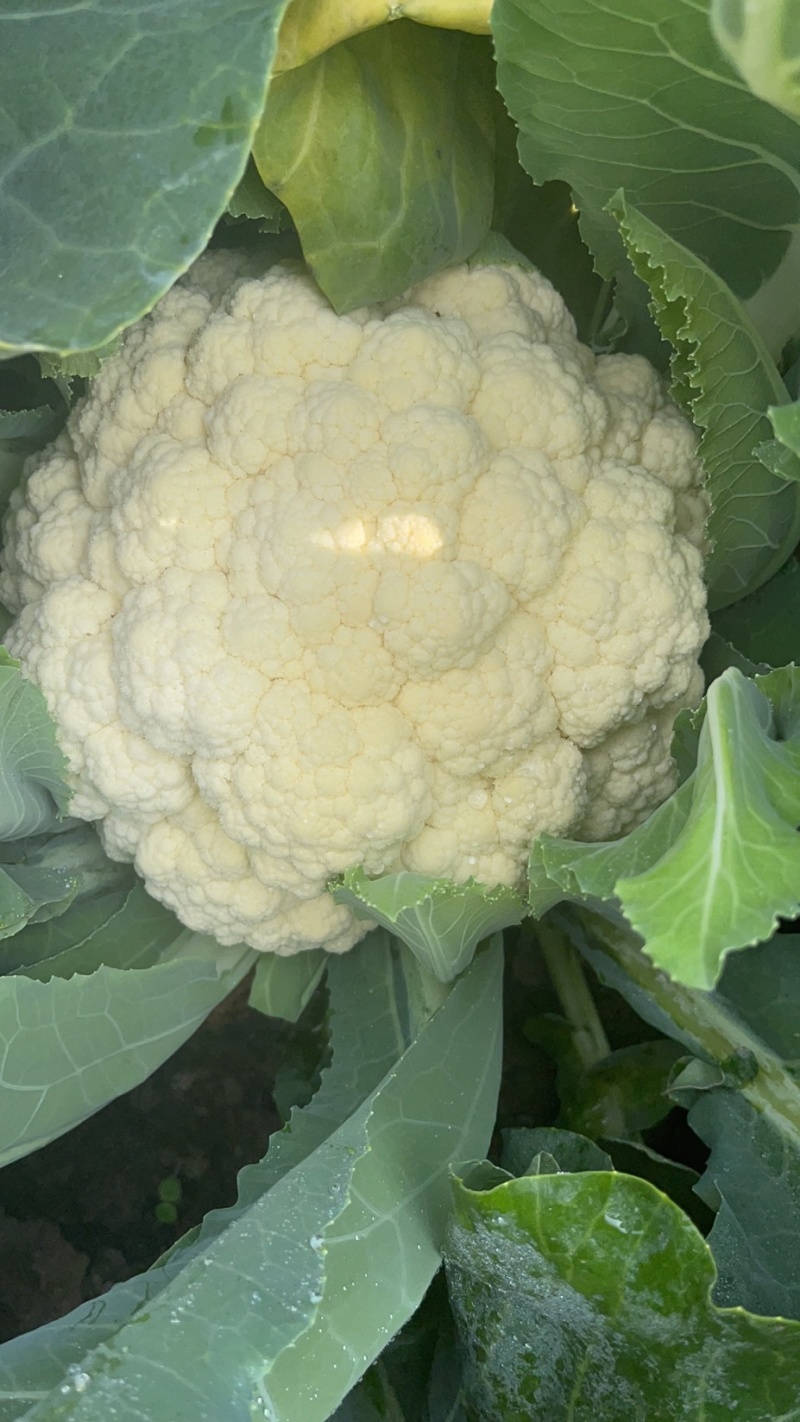 精品松花菜大量上市质量优美万亩良田