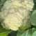 精品松花菜大量上市质量优美万亩良田