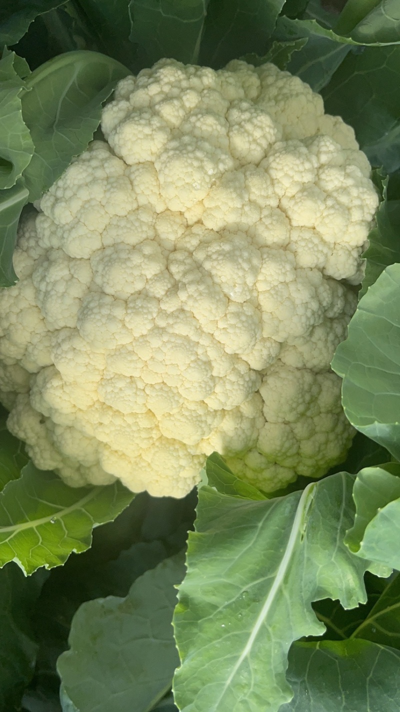 精品松花菜大量上市质量优美万亩良田