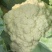 精品松花菜大量上市质量优美万亩良田
