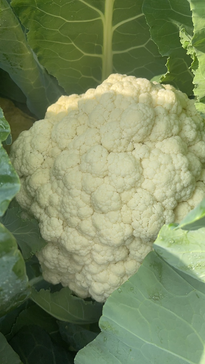 精品松花菜大量上市质量优美万亩良田