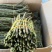 精品浙江品种软脚铁皮石斛鲜条粗壮胶质好少渣产地直发多规格