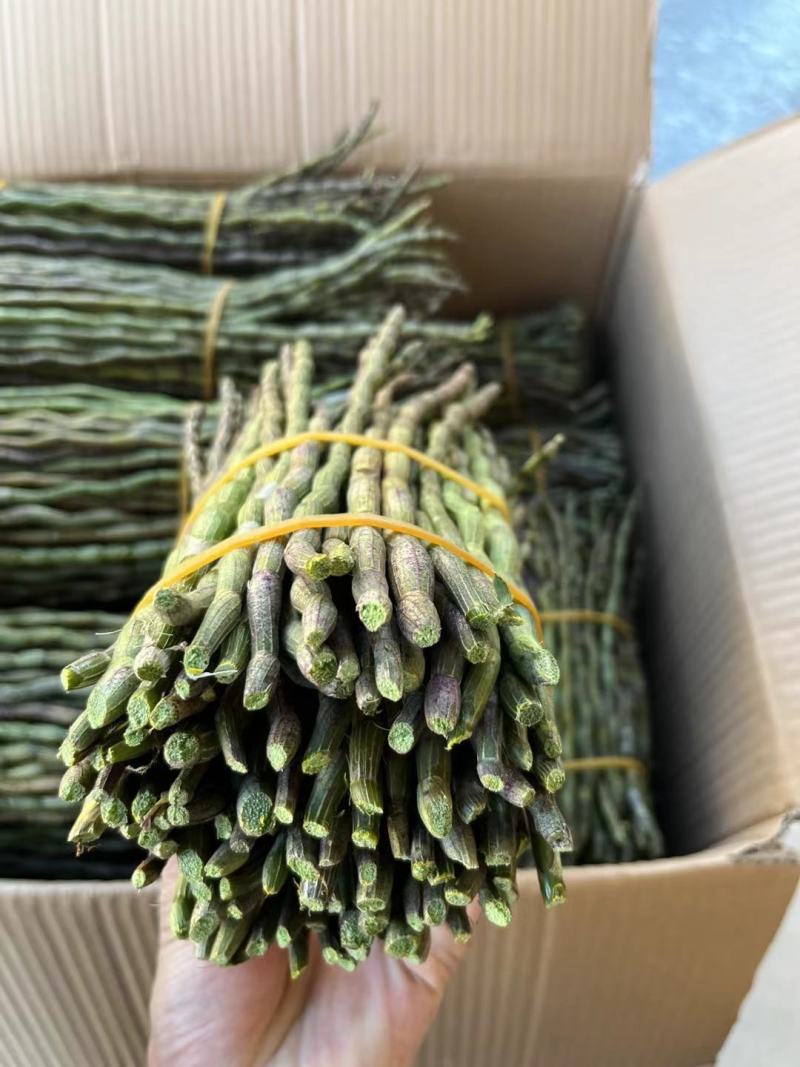 精品浙江品种软脚铁皮石斛鲜条粗壮胶质好少渣产地直发多规格