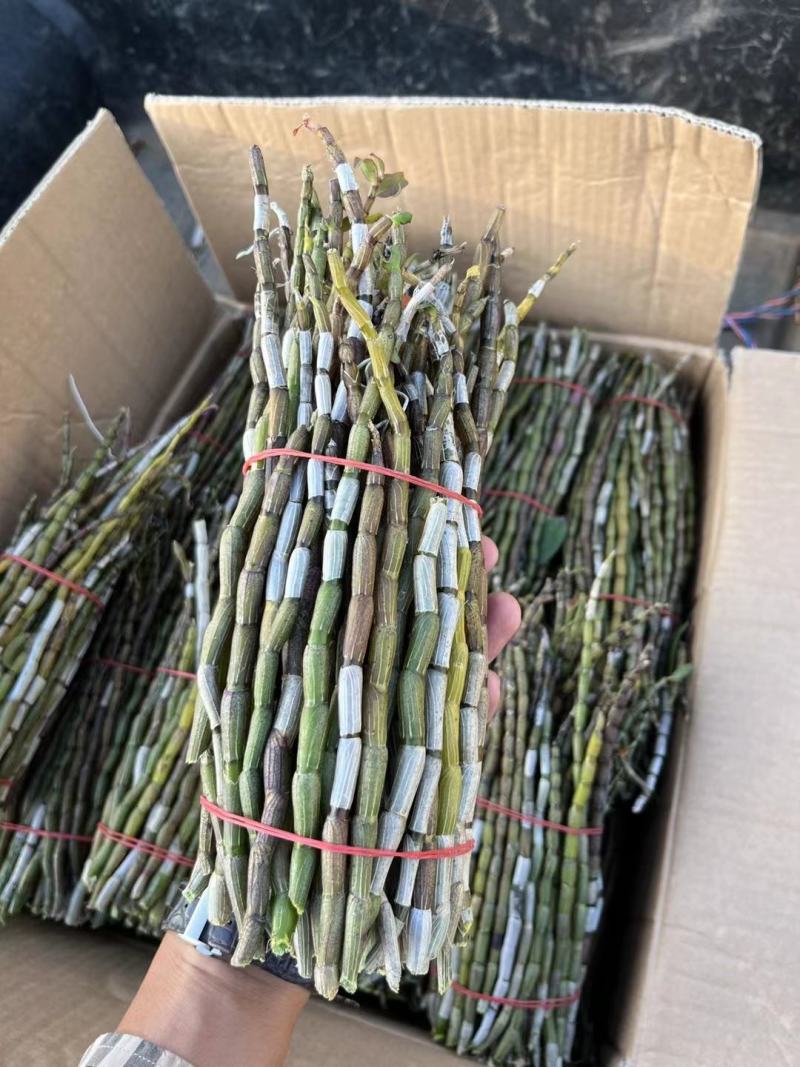精品浙江品种软脚铁皮石斛鲜条粗壮胶质好少渣产地直发多规格