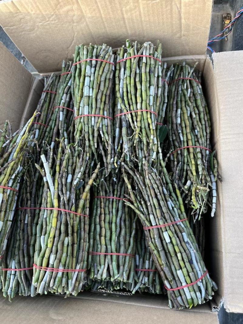 精品浙江品种软脚铁皮石斛鲜条粗壮胶质好少渣产地直发多规格