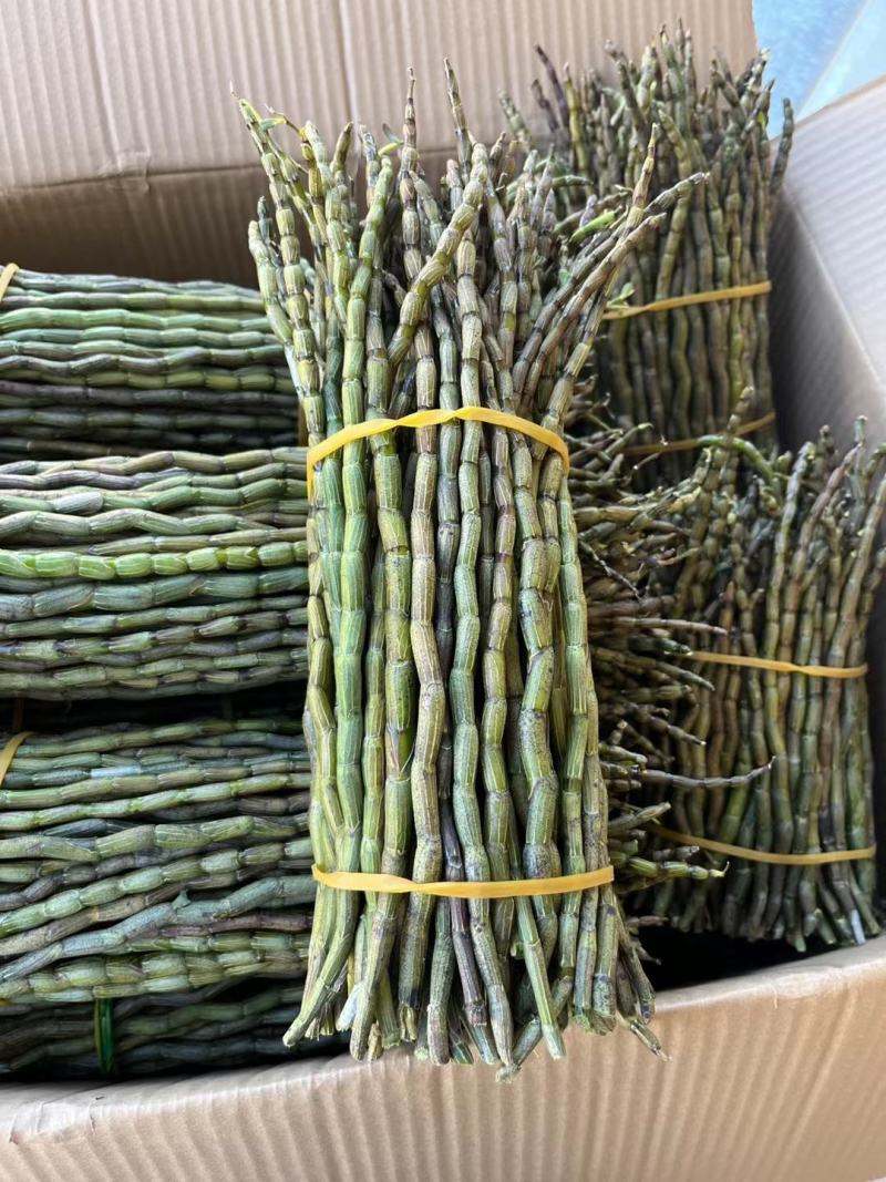 精品浙江品种软脚铁皮石斛鲜条粗壮胶质好少渣产地直发多规格