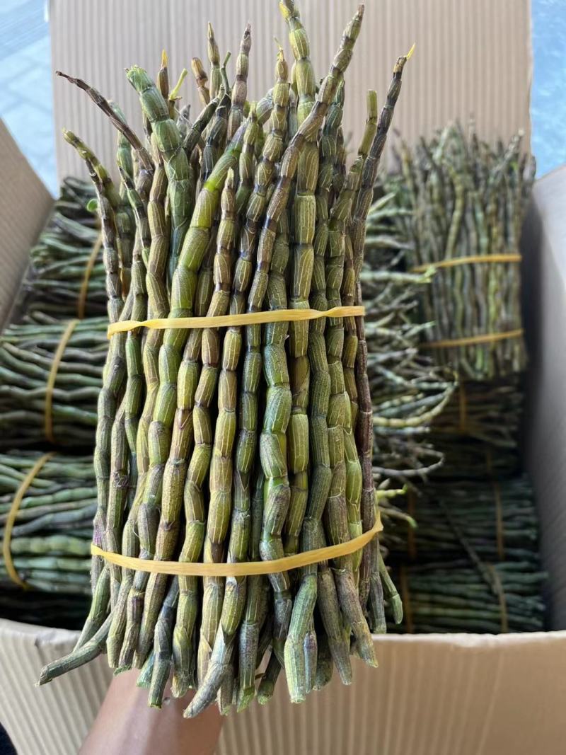 精品浙江品种软脚铁皮石斛鲜条粗壮胶质好少渣产地直发多规格