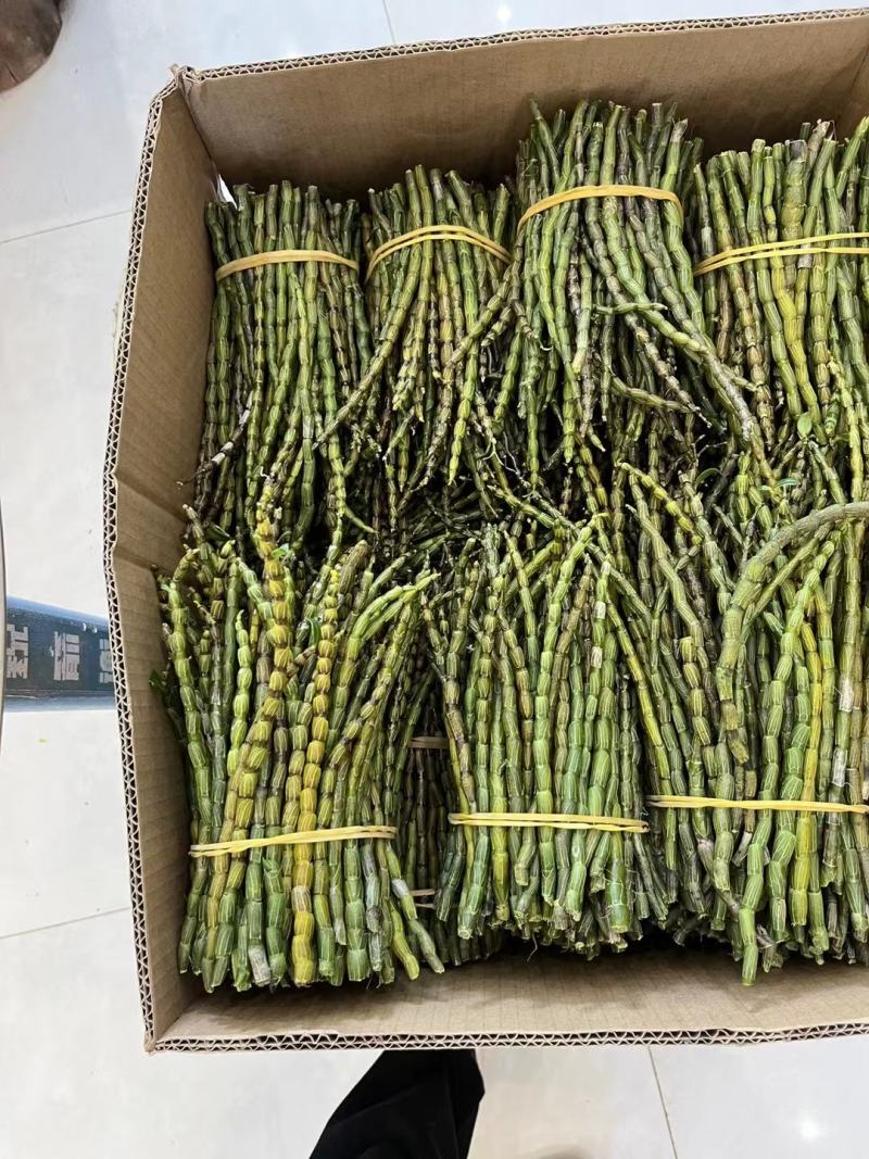 精品浙江品种软脚铁皮石斛鲜条粗壮胶质好少渣产地直发多规格
