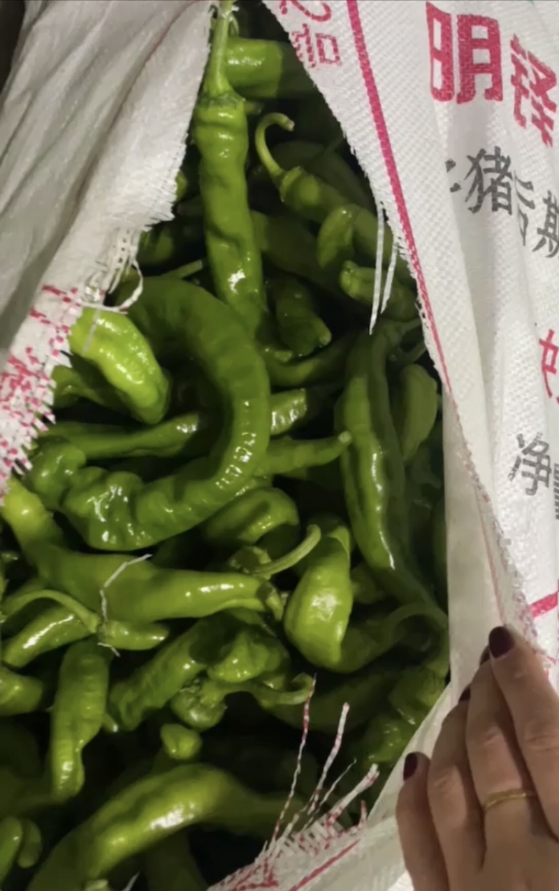 山东青州原产地辣椒，辣椒橛子，大量现货，全国发货