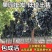 蓝宝石葡萄果树苗南北方种植抗寒现挖现发包成活包品种