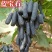 蓝宝石葡萄果树苗南北方种植抗寒现挖现发包成活包品种