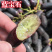蓝宝石葡萄果树苗南北方种植抗寒现挖现发包成活包品种
