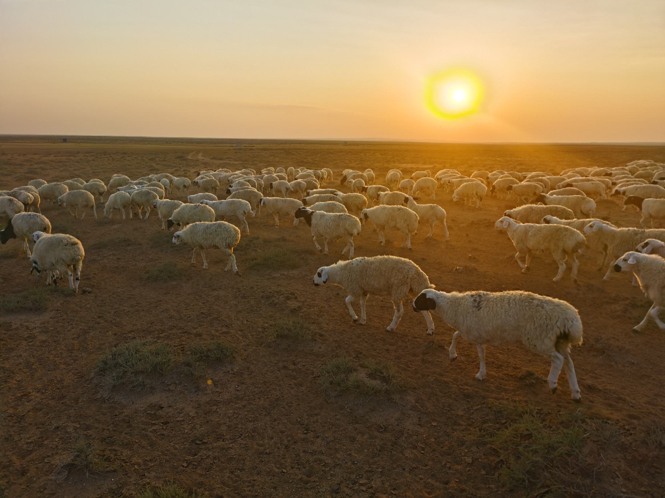 羊驼群在夕阳下的草原上漫步