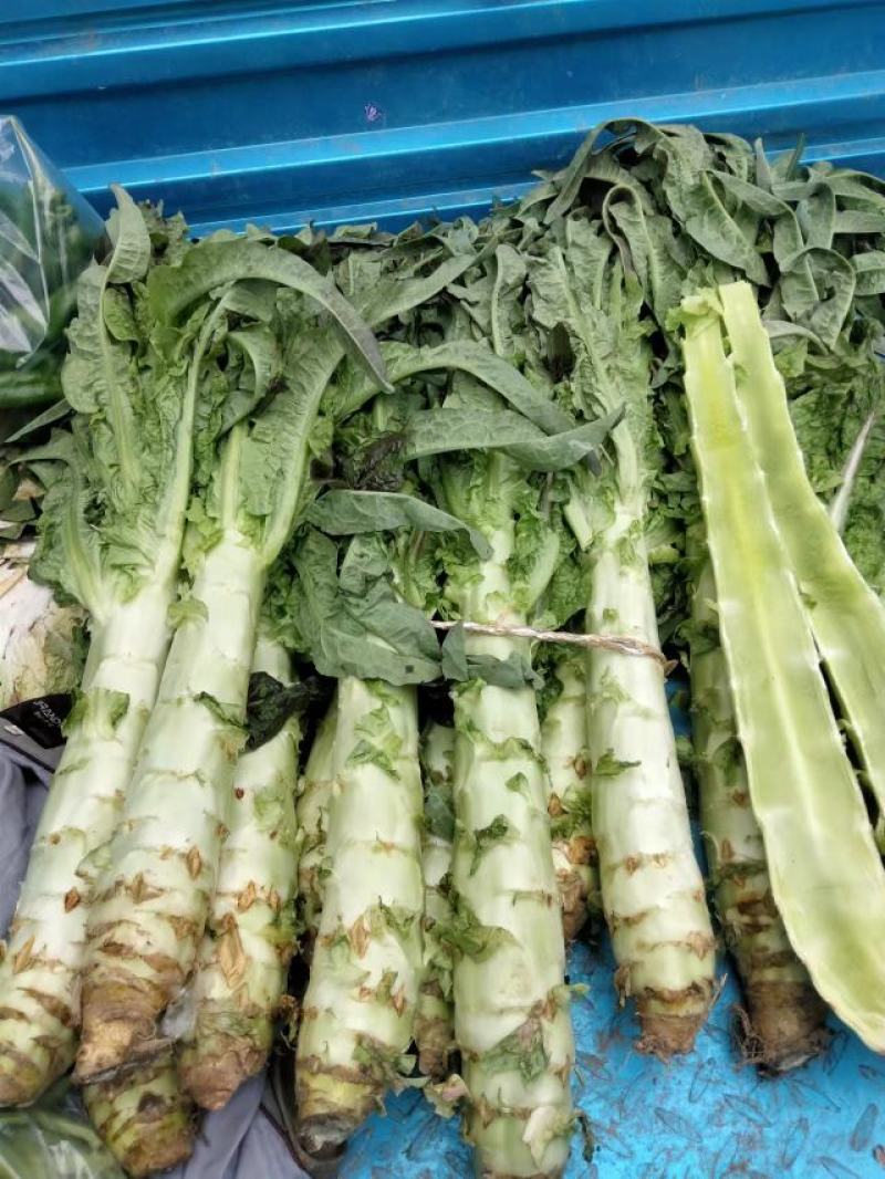西红柿，圣利果，奥奇利，莴笋，大白菜，红菜苔，牛心菜等，