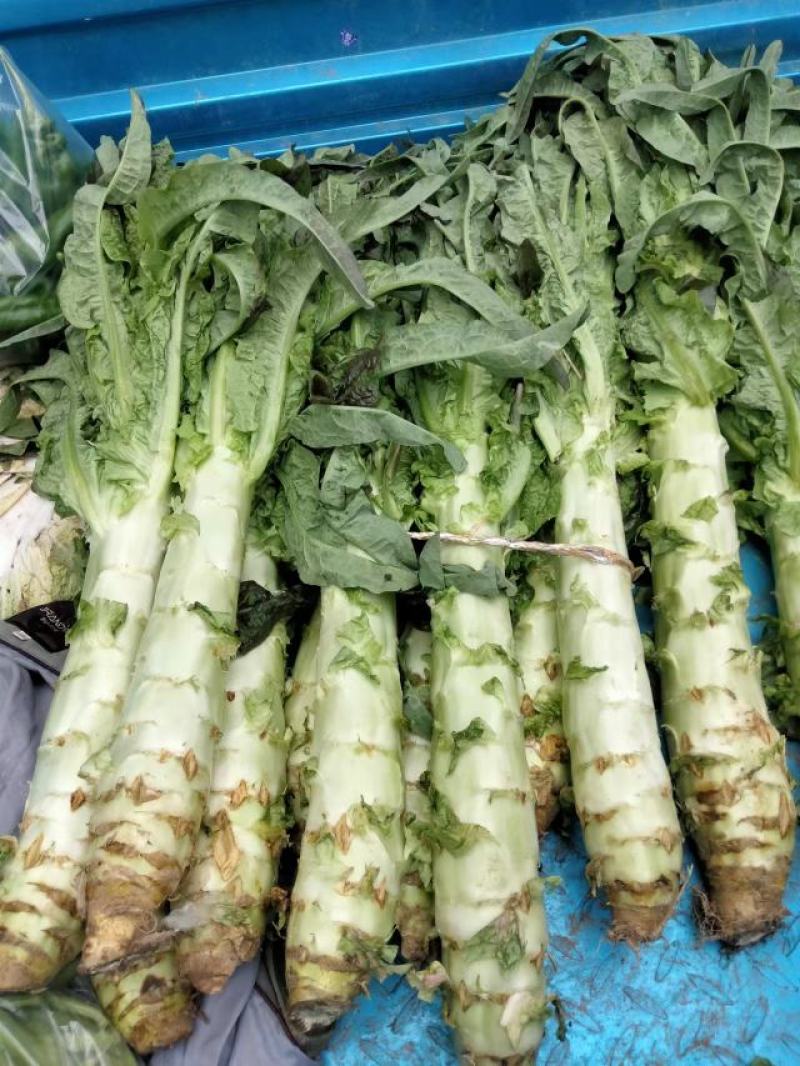 西红柿，圣利果，奥奇利，莴笋，大白菜，红菜苔，牛心菜等，